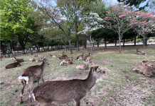 推薦3個性價比高的日本大阪、京都飯店
