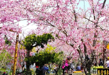 台灣櫻花景點盤點:全台北中南14個絕美賞櫻景點特搜